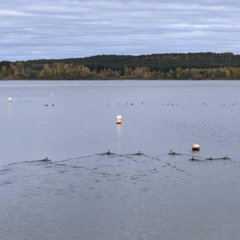 Hmmm, ptáci... - tím IŤáky moc nenadchnete.