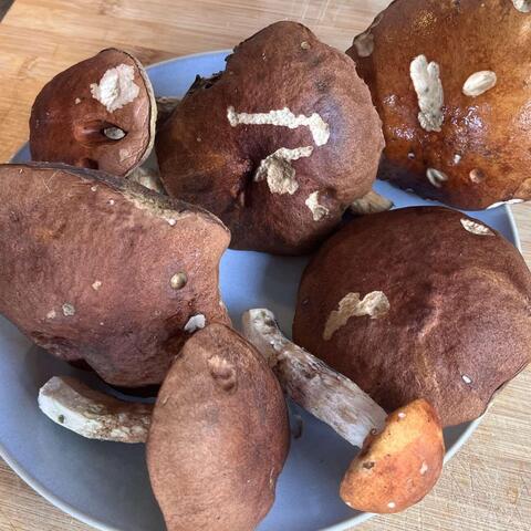 Našli jsme tam taky křemeňáky. Přišly do polívky.