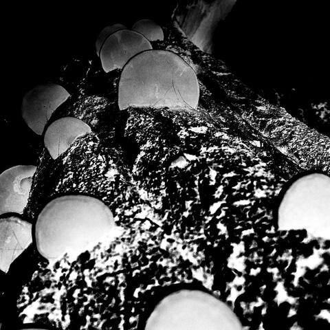 A tohle vylezlo ze záběru chorošů...