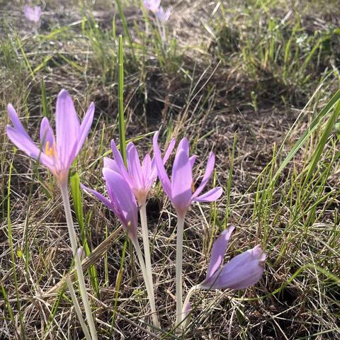Kousek za Bratislavou na cyklostezce podle Dunaje právě kvetou ocúny.