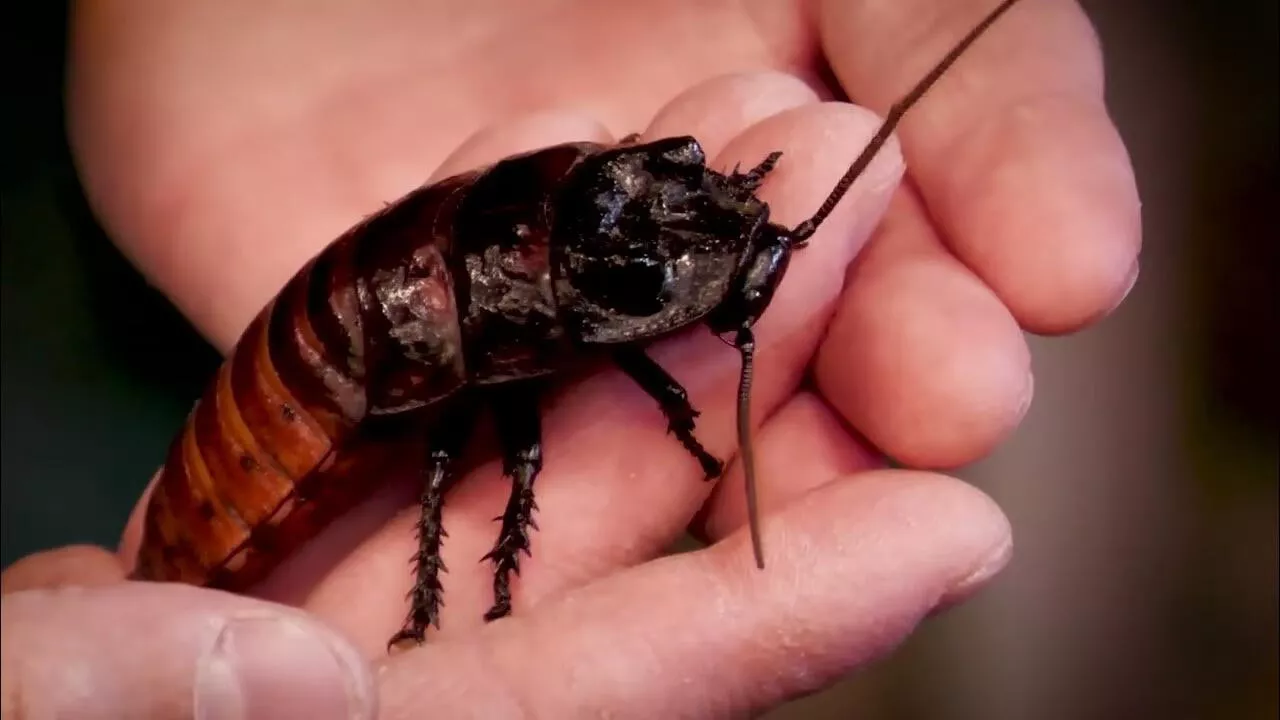 Šváb Madagaskarský