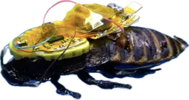 Šváb se švábem na zádech